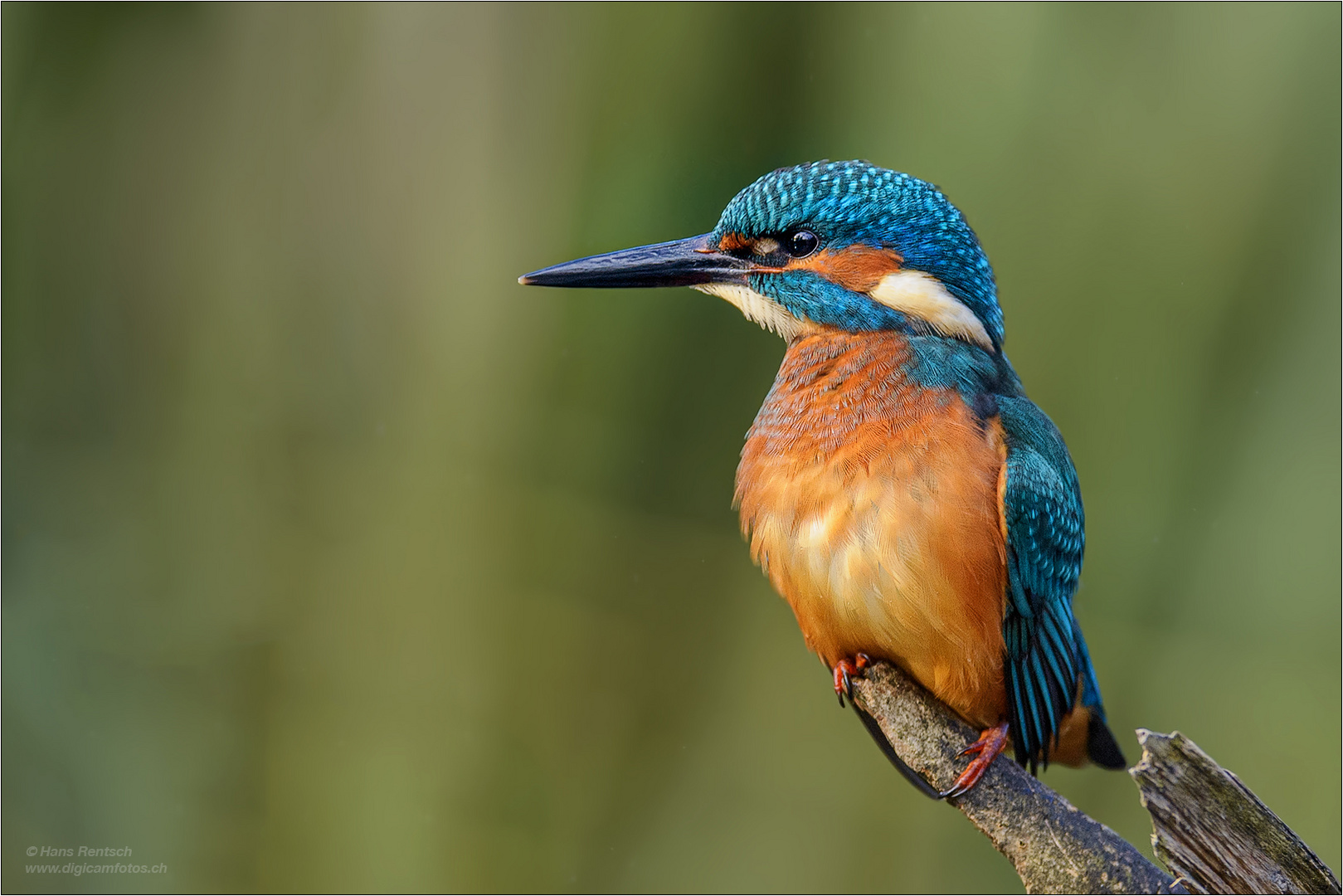 Stolzer Eisvogel