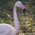 Stolzer Flamingo