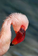 Stolzer Flamingo