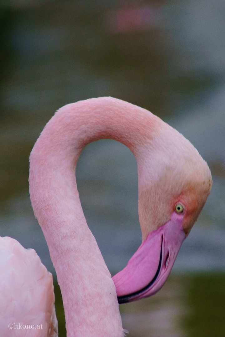 Stolzer Flamingo