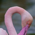 Stolzer Flamingo