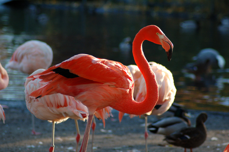 Stolzer Flamingo