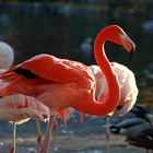 Stolzer Flamingo