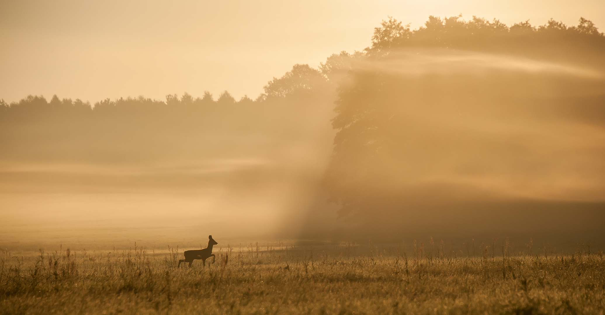 Stolzer Gang im Nebel