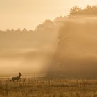 Stolzer Gang im Nebel