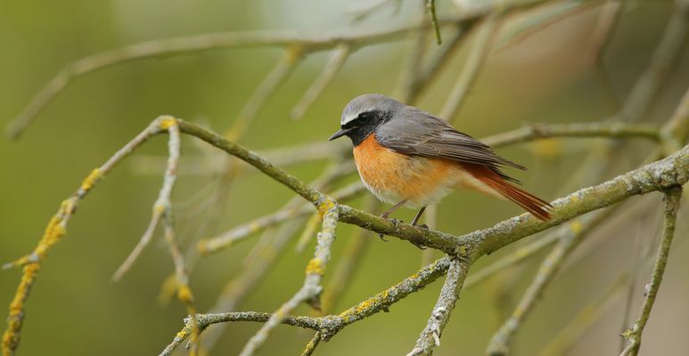stolzer gartenrotschwanz-hahn