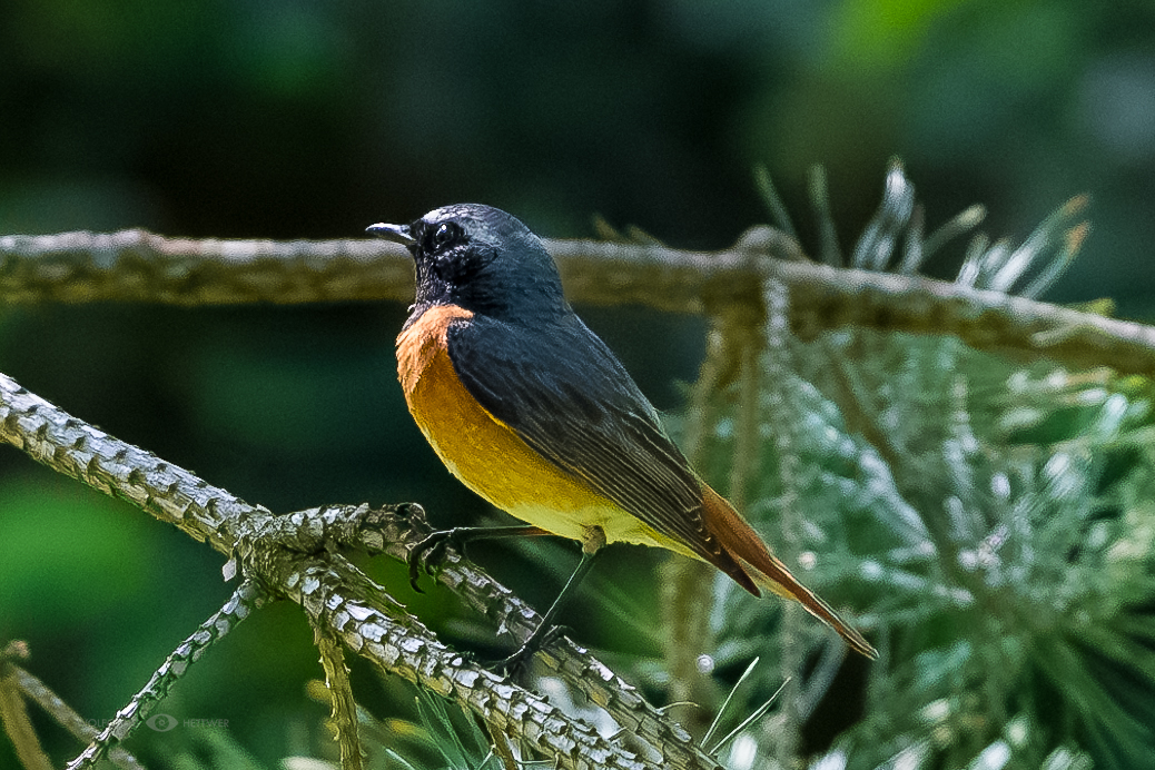 Stolzer Gartenrotschwanz Papa 