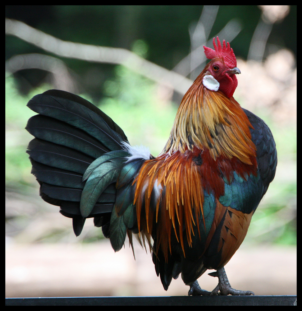 Stolzer Gockel Foto &amp; Bild | tiere, zoo, wildpark &amp; falknerei, vögel ...