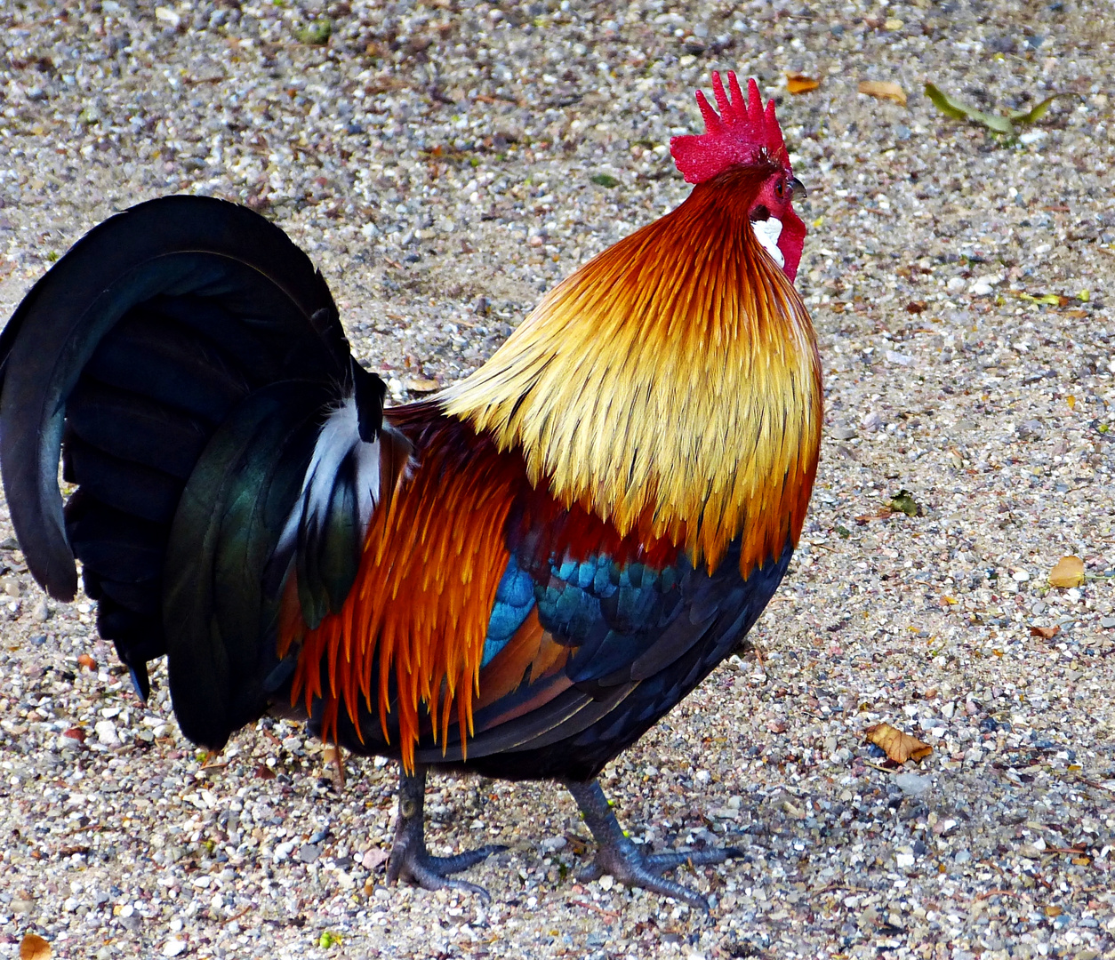 stolzer Gockel Foto &amp; Bild | tiere, zoo, wildpark &amp; falknerei, vögel ...