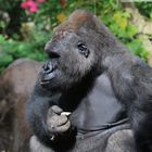 Stolzer Gorilla