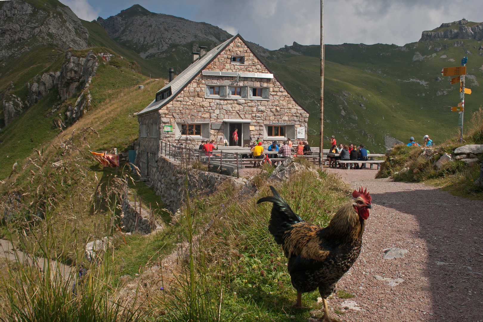 Stolzer Hahn vor Pfälzer Hütte