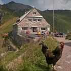 Stolzer Hahn vor Pfälzer Hütte