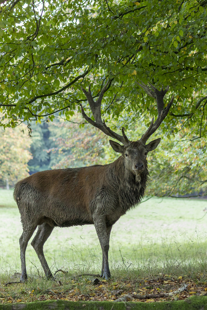 stolzer Hirsch