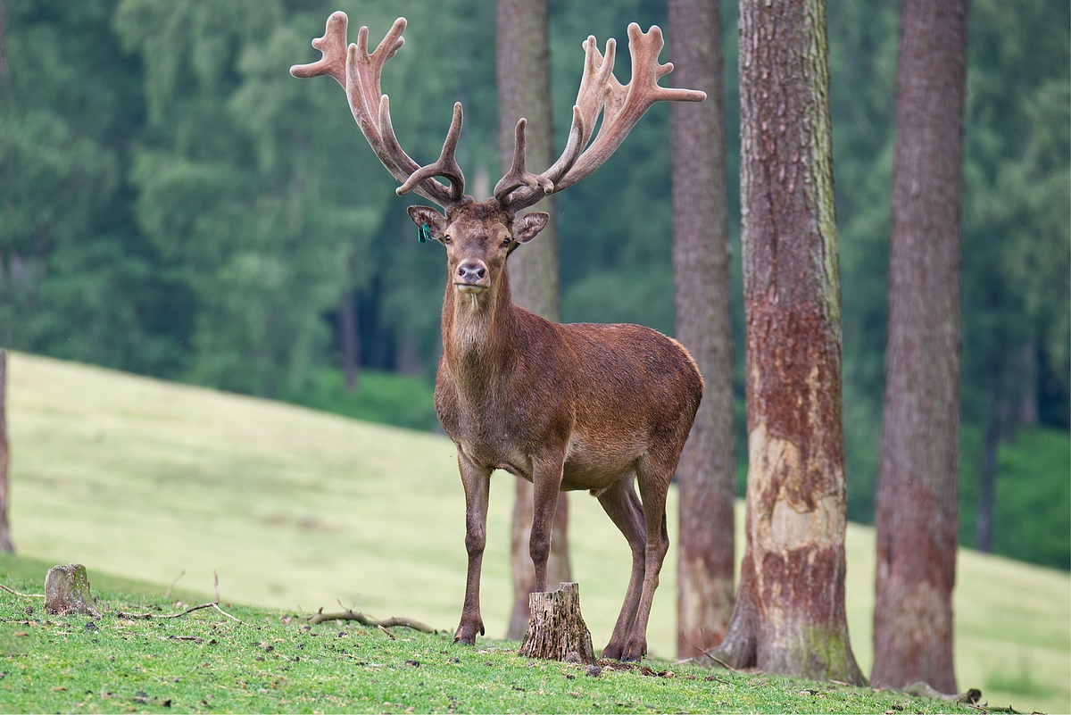 Stolzer Hirsch