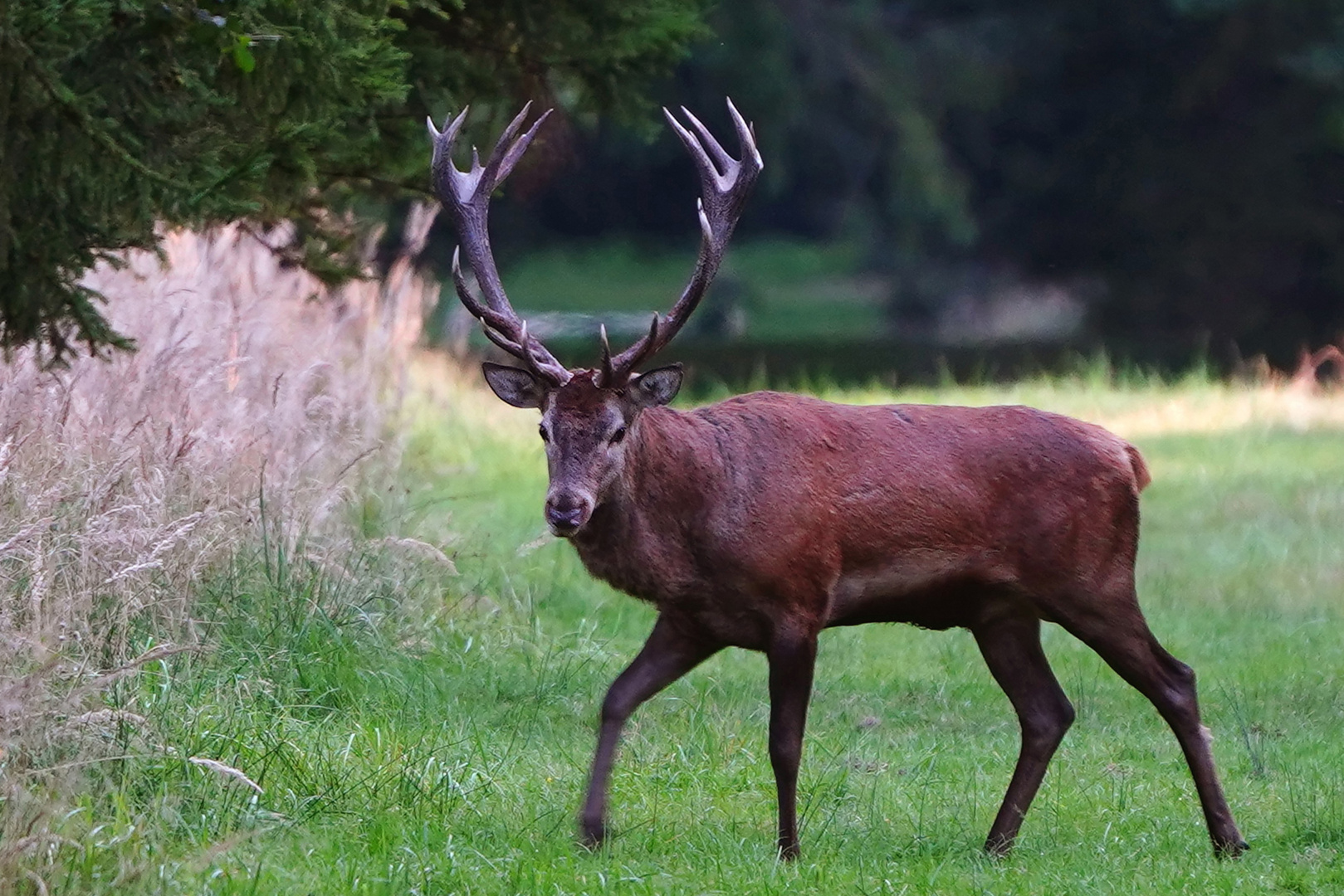 "Stolzer Hirsch