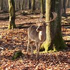 Stolzer Hirsch am frühen Nachmittag im sonnigen Wald