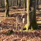 Stolzer Hirsch am frhen Nachmittag im sonnigen Wald