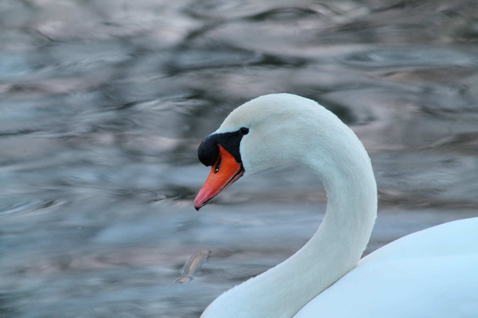 Stolzer Höckerschwan