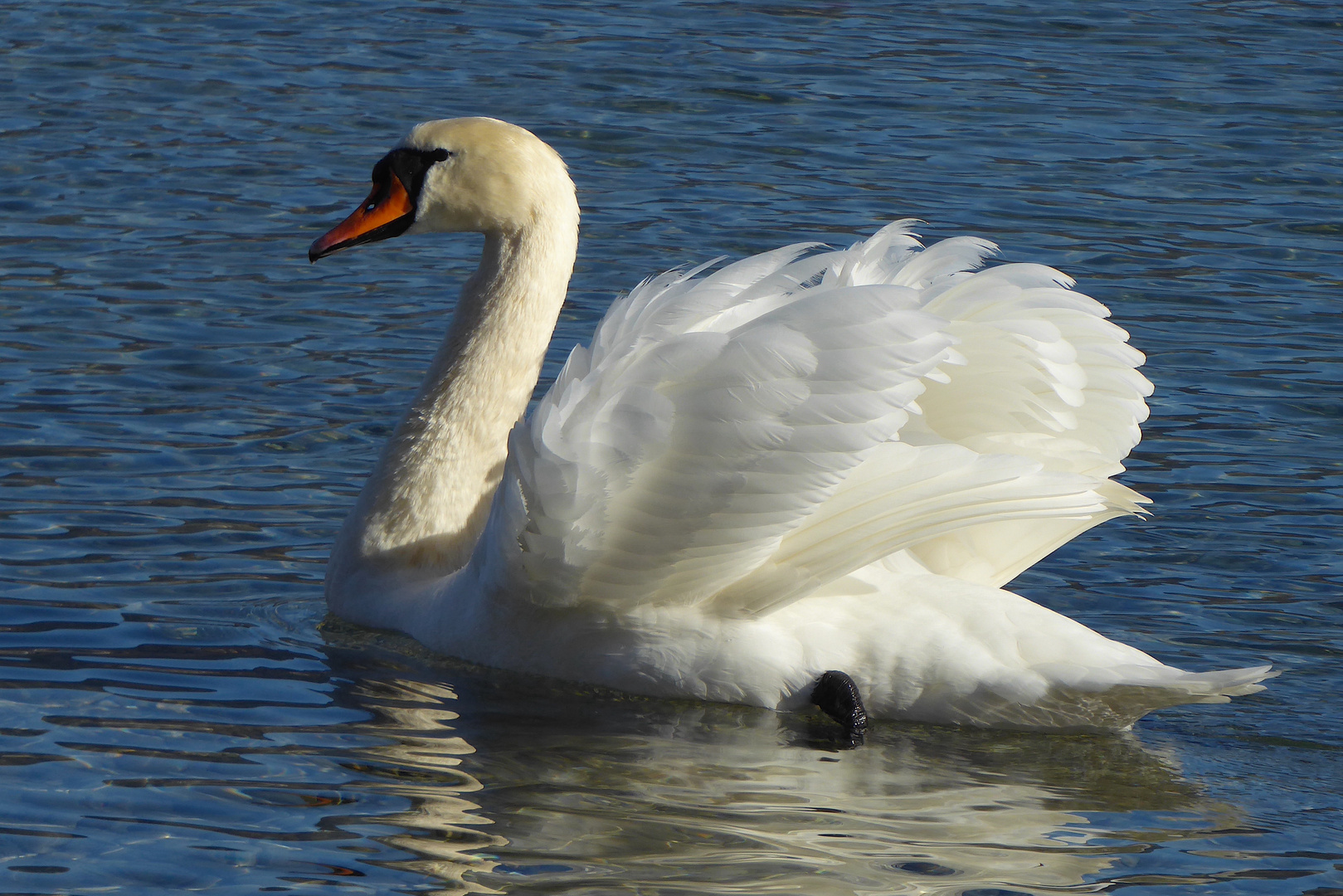 Stolzer Höckerschwan