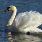 Stolzer Höckerschwan