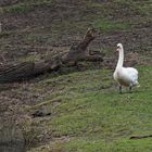 Stolzer Höckerschwan in der Lippeaue (NSG Am Tibaum)