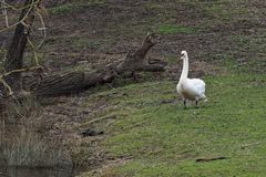 Stolzer Höckerschwan in der Lippeaue (NSG Am Tibaum)