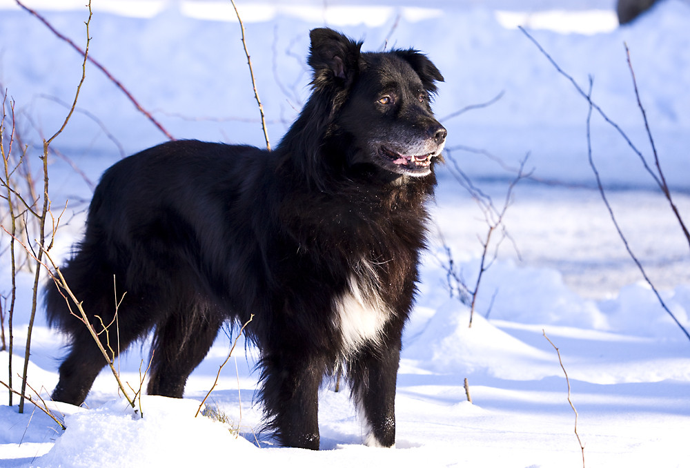 Stolzer Hund = Border Collie + ungar. Hirtenhund