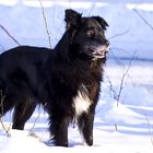 Stolzer Hund = Border Collie + ungar. Hirtenhund