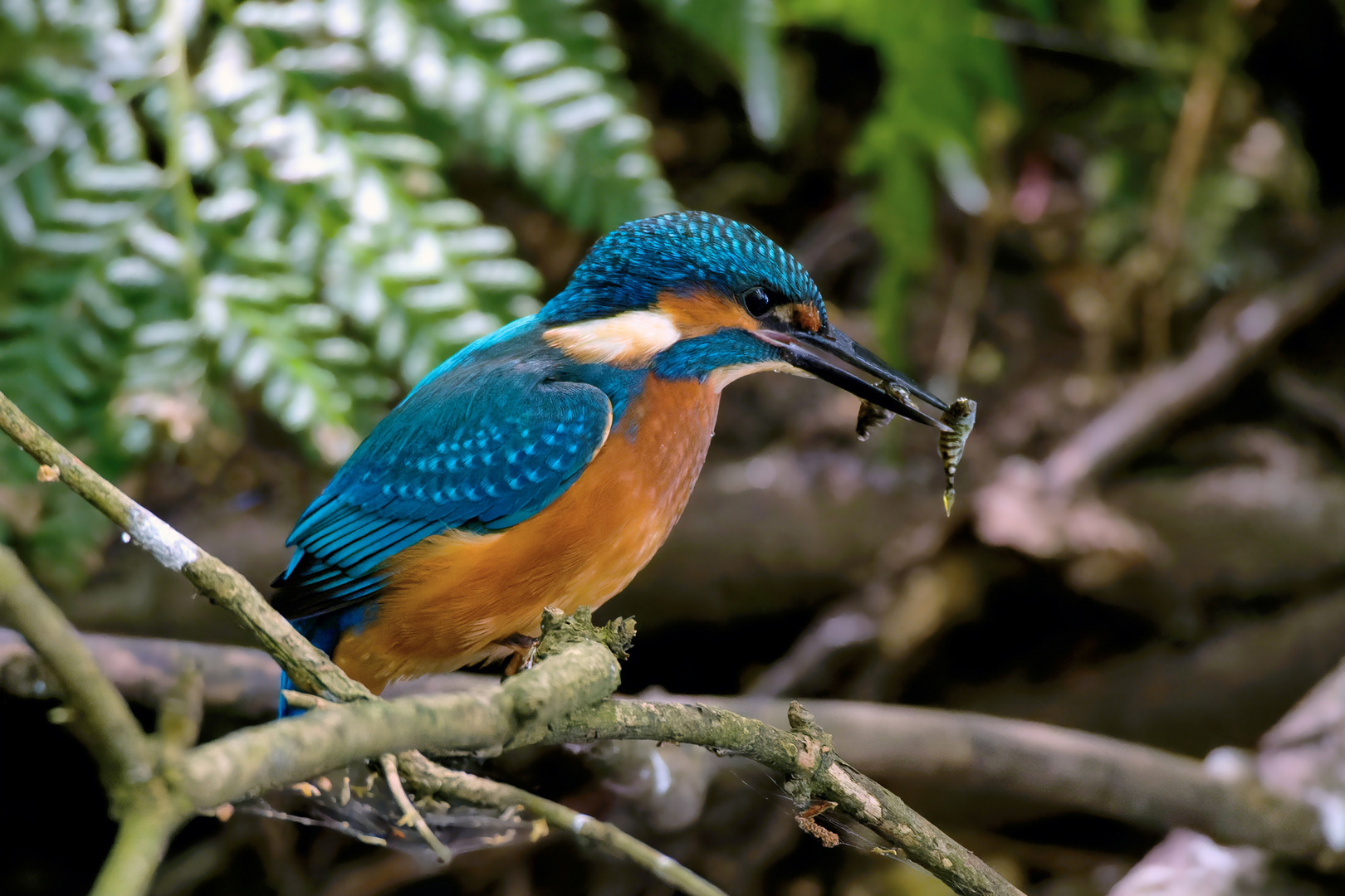 Stolzer Jungspund : Junger Eisvogel   (Alcedo atthis)mit 2 Fischen