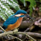 Stolzer Jungspund : Junger Eisvogel   (Alcedo atthis)mit 2 Fischen