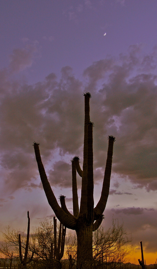 Stolzer Kaktus