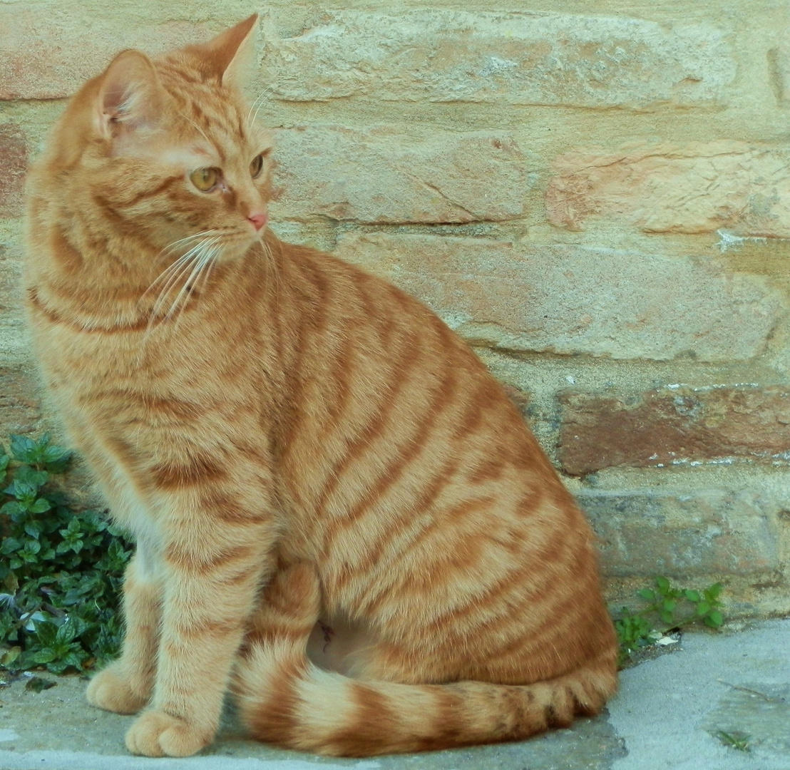 Stolzer Kater auf Murano