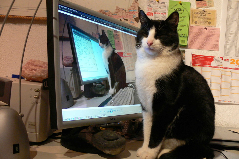 Stolzer Kater setzt sich auf die Arbeit