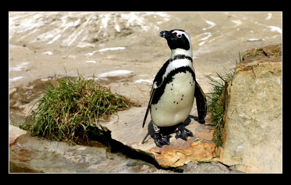 Stolzer kleiner Pinguin