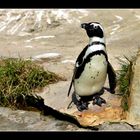 Stolzer kleiner Pinguin