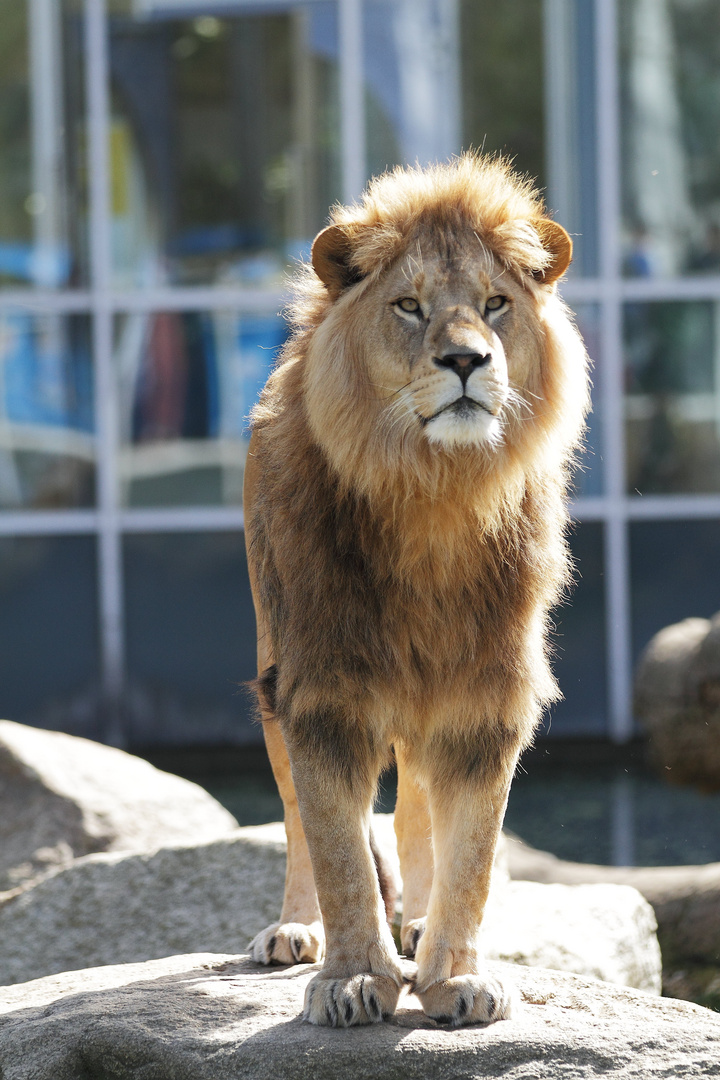 Stolzer König