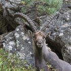 Stolzer König der Alpen