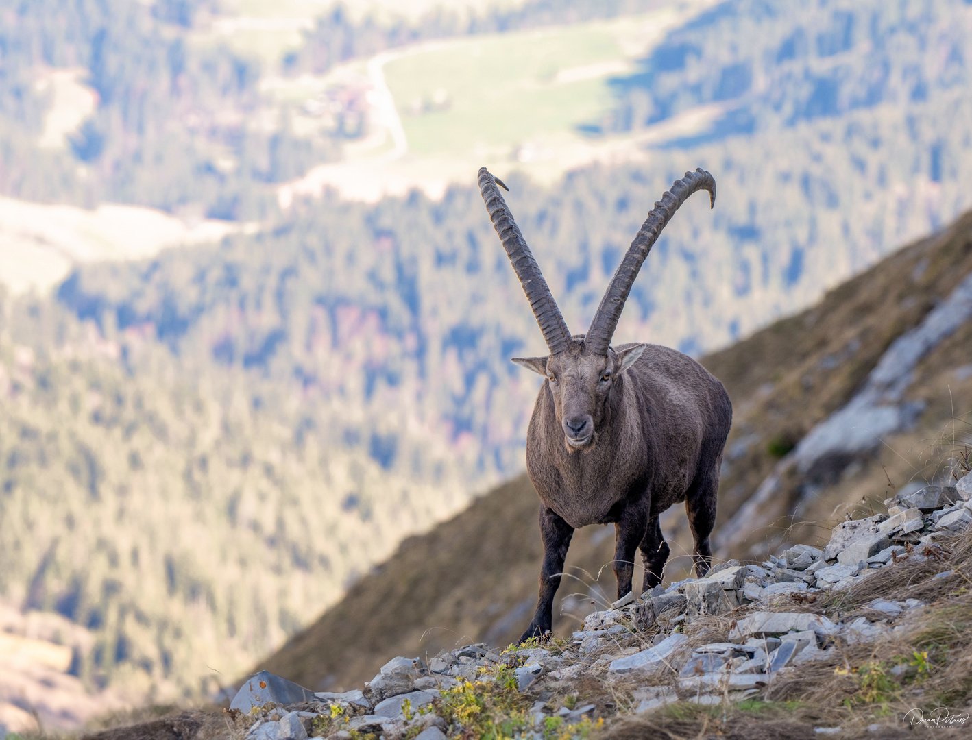 Stolzer König der Berge