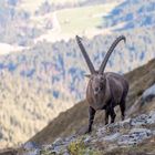 Stolzer König der Berge