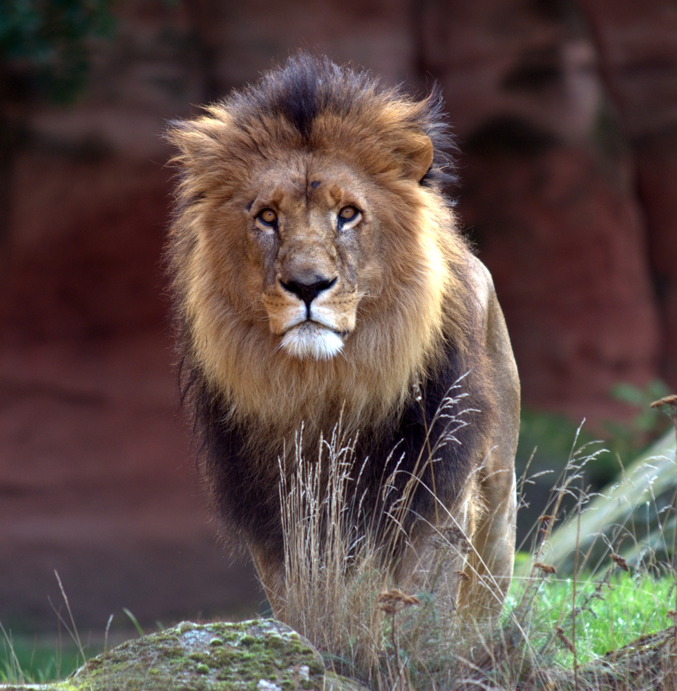 Stolzer KÖNIG der Tiere