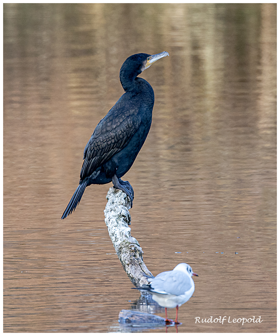 Stolzer Kormoran