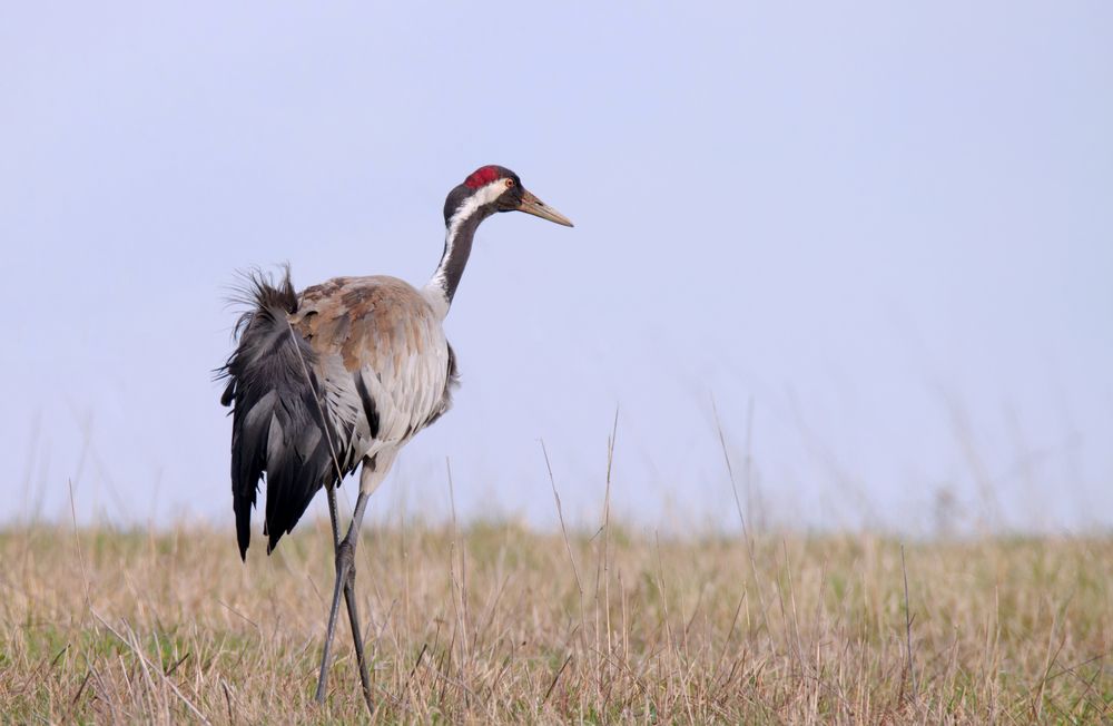 Stolzer Kranich (Grus grus) 