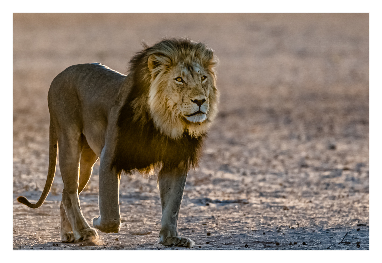 Stolzer Löwe im Morgenlicht der Kalahari