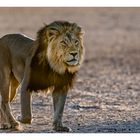 Stolzer Löwe im Morgenlicht der Kalahari