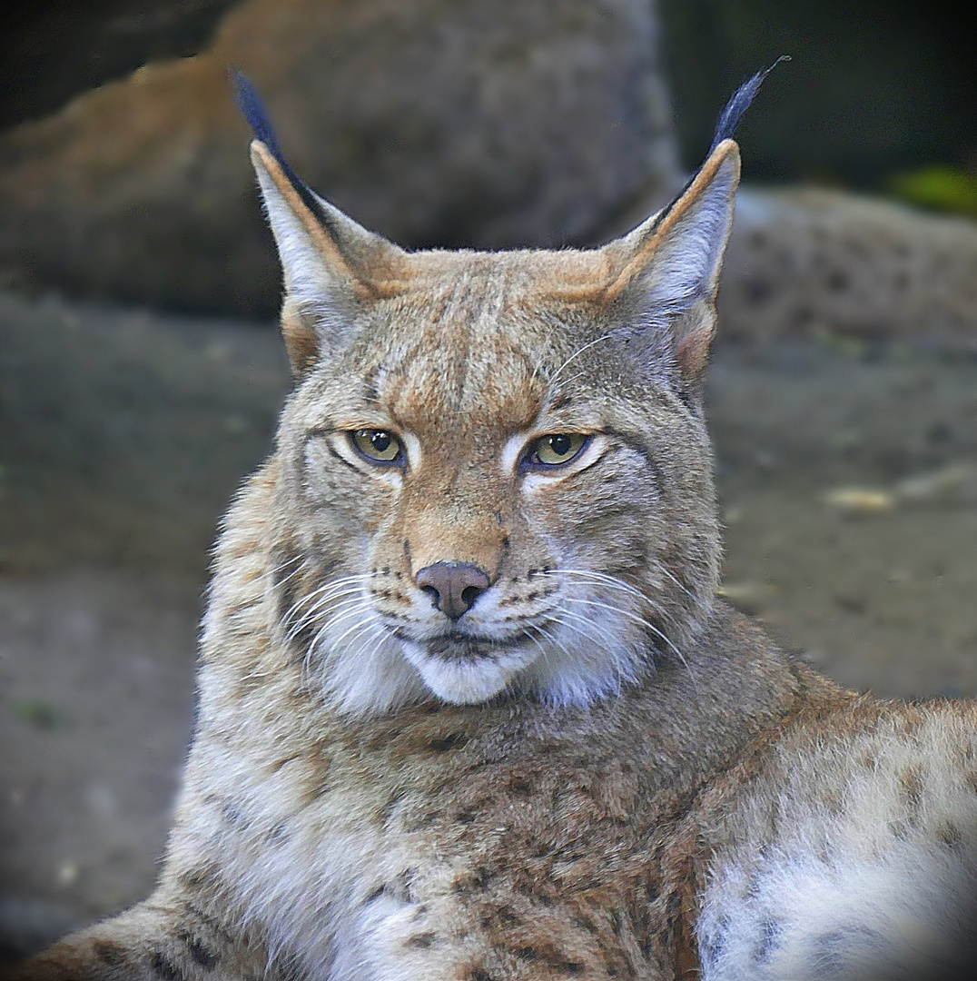 Stolzer Luchs!