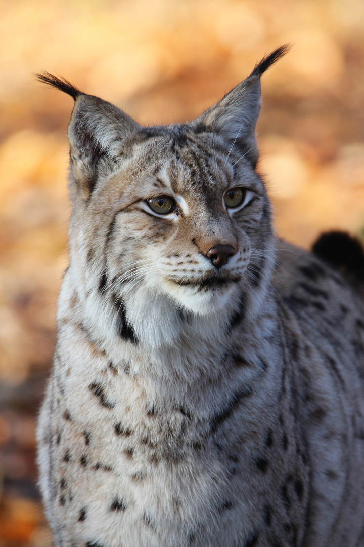 Stolzer Luchs im Porträt