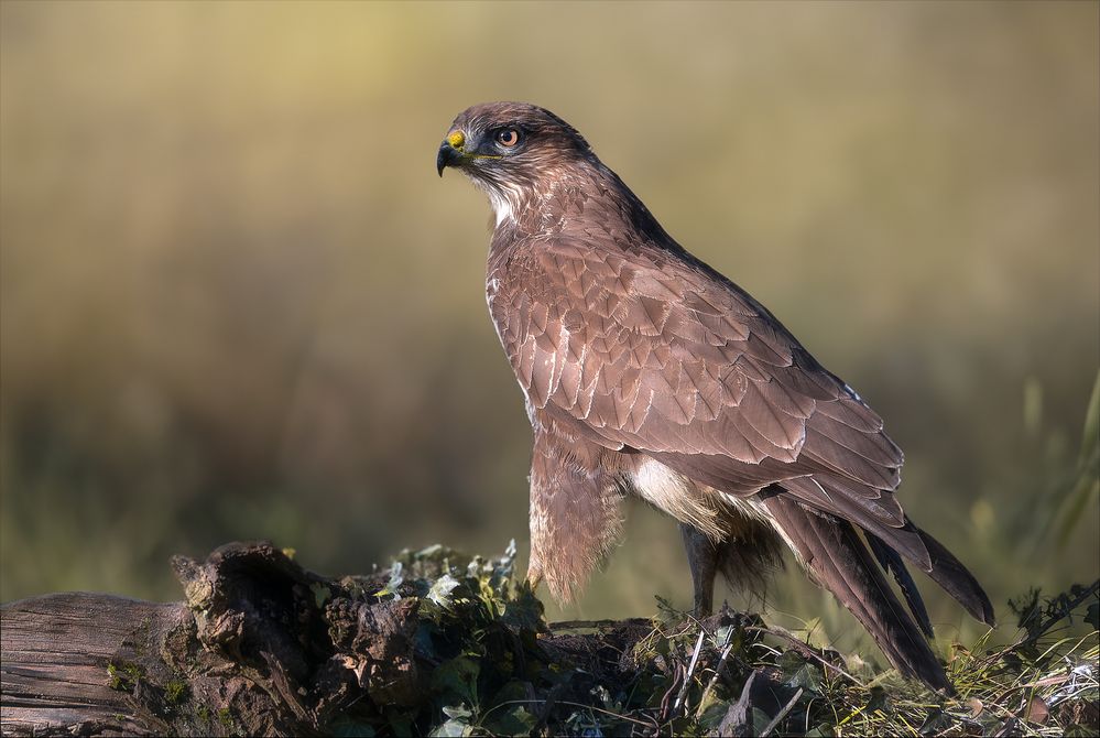 stolzer Mäusebussard