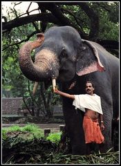 Stolzer Mahout