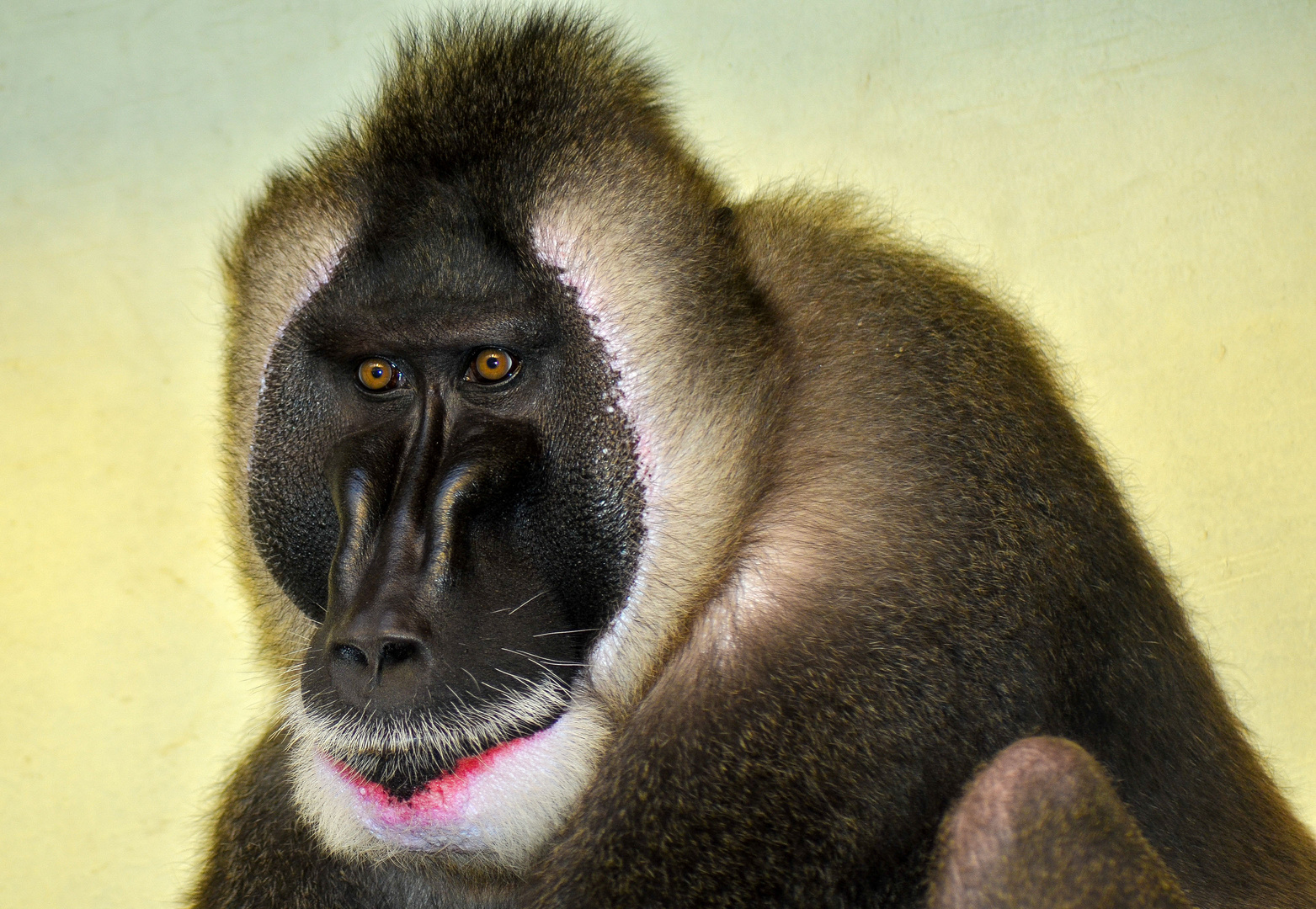 stolzer Mandrill