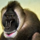 stolzer Mandrill